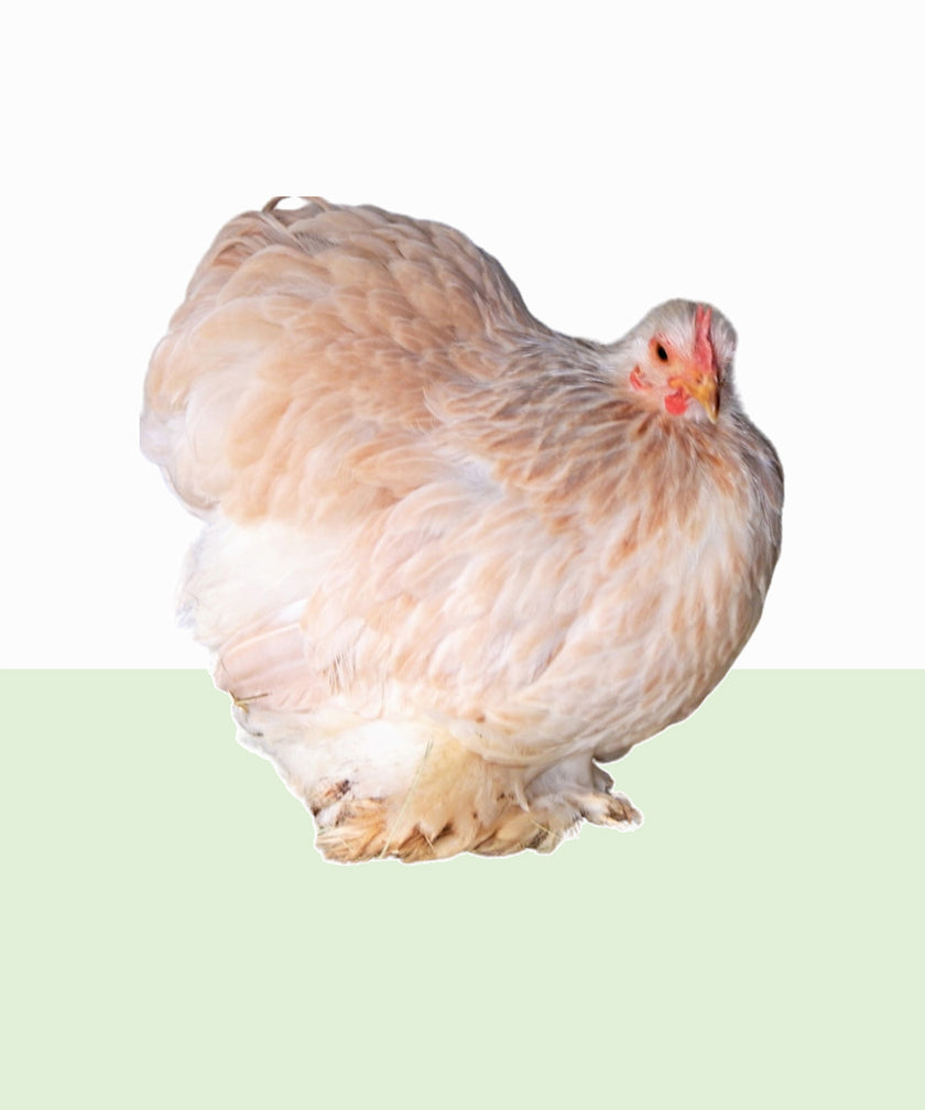 Chickens – Talking Hens
