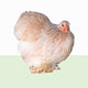 Pekin Bantam