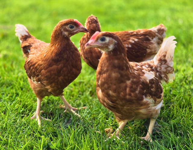 Hy-Line Brown Hens | Talking Hens