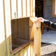 Deluxe Chicken Coop