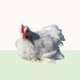 Pekin Bantam