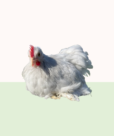 Pekin Bantam