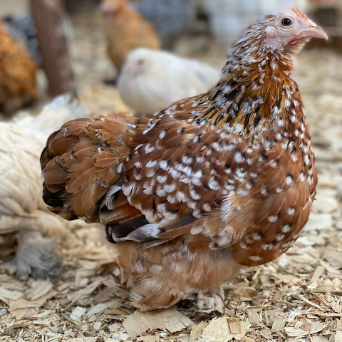 Pekin Bantam