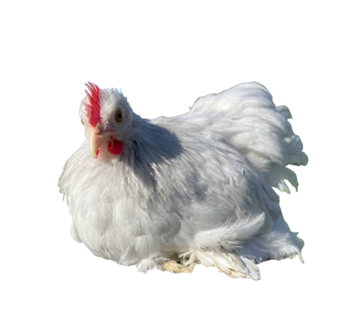 Pekin Bantam