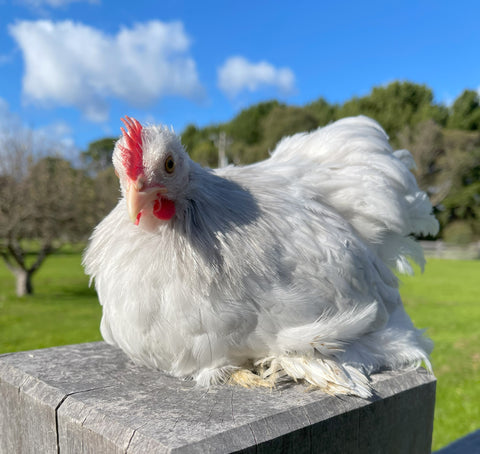 Pekin Bantam