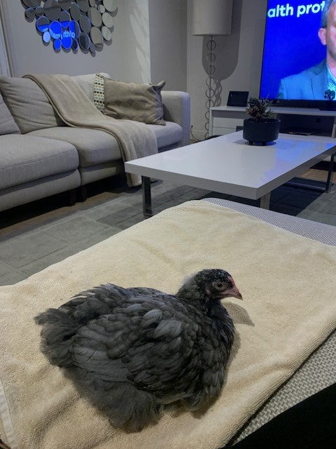 Pekin Bantam