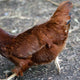 Rhode Island Red