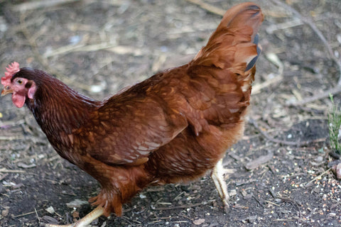 Rhode Island Red