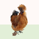 Silkie