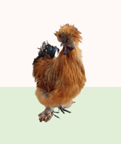 Silkie