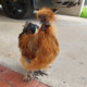 Silkie