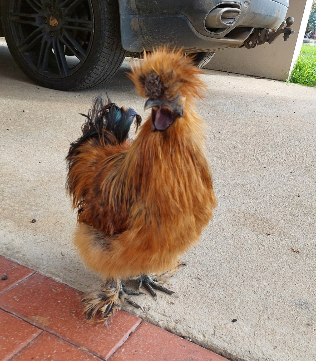 Silkie – Talking Hens