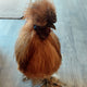 Silkie