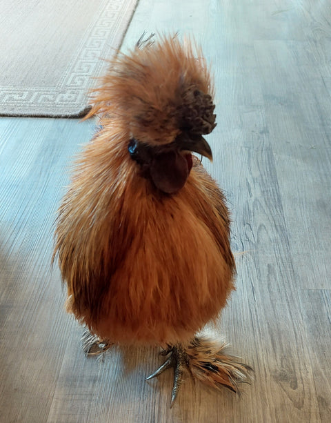 Silkie