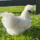 Silkie