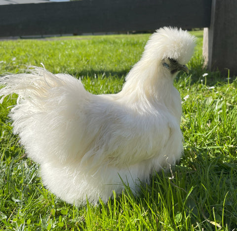 Silkie