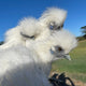 Silkie