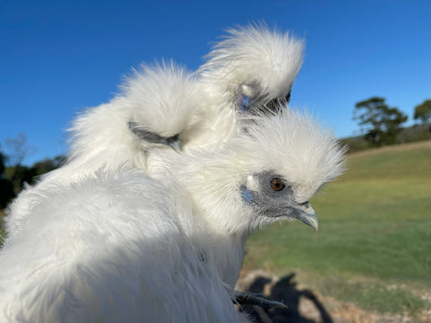 Silkie