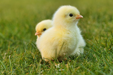 We Love Talking Hens – Raising Baby Chicks A Fun Family Activity