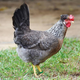 Cream Legbar hen with a small crest and cream and grey feathers
