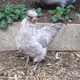 Araucana hen, the breed that lays blue eggs