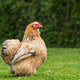 Pekin Bantam
