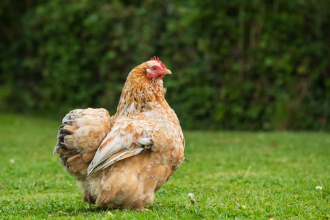 Pekin Bantam