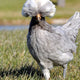 Grey Polish hen with a large fluffy feathered crest